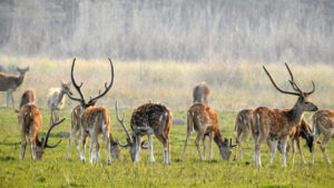 dear-kanchanpur-suklafata