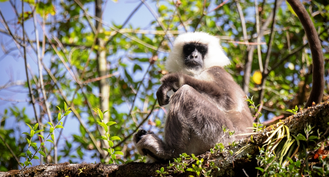 langur
