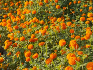 mahila sayapatri photo 1