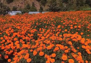 sayapatri-flower-in-dailekh-1730084059