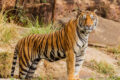 tiger_cqAp5mfdTc