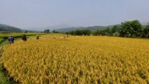 गोरखाका धानबाली daraundi