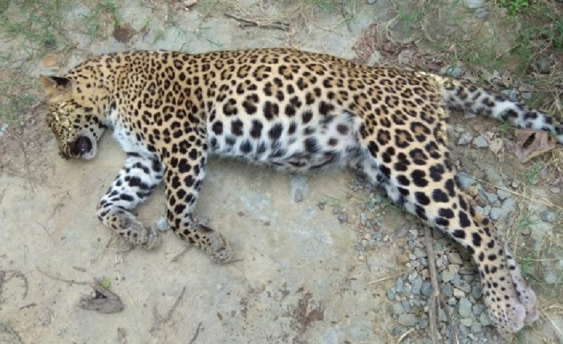 1589710021chituwa_cheetah