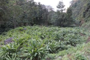 Arman aalaiche kheti (2) (1)