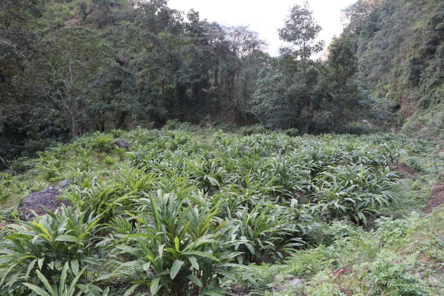 Arman aalaiche kheti (2) (1)