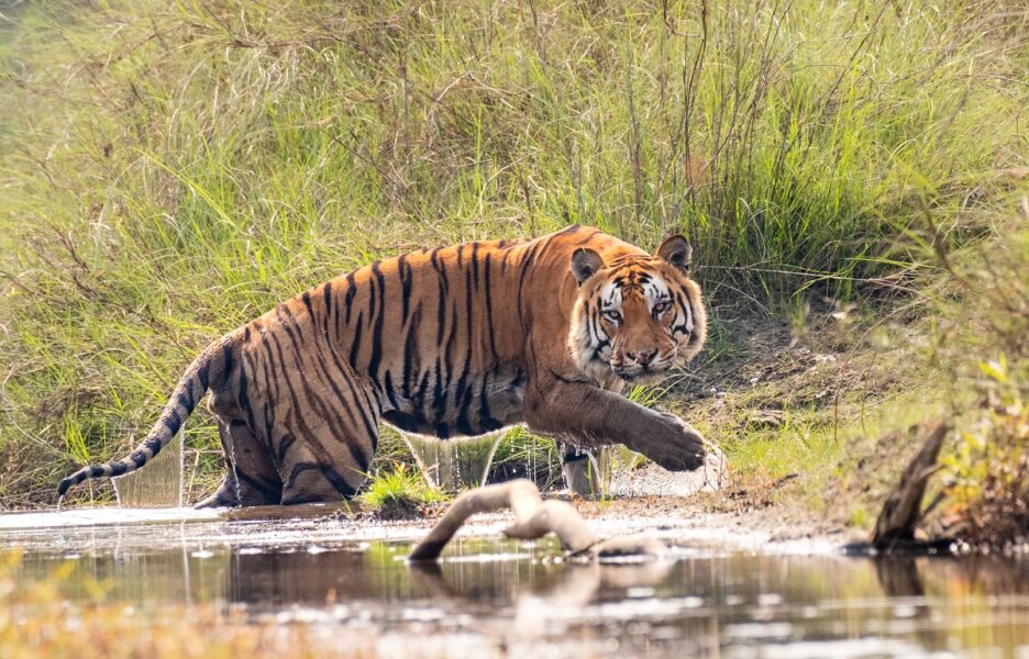 Bengal_Tiger_Bardia_Nepal1686362410