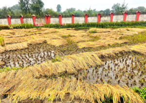 HK_KAKREBIHAR_IMG_8384-768×540-1