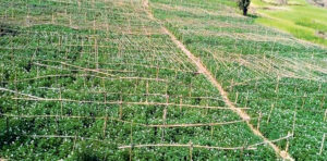 Karnali-krishima-Anudan_lNBmID6wVw_lm9whCdhBf