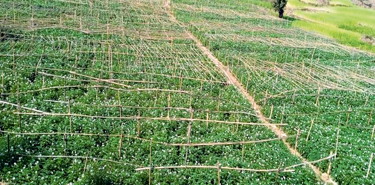 Karnali-krishima-Anudan_lNBmID6wVw_lm9whCdhBf