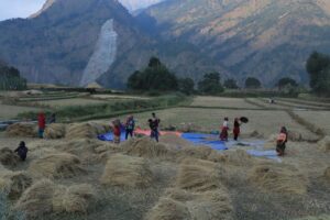 Paddy Production Myagdi 1