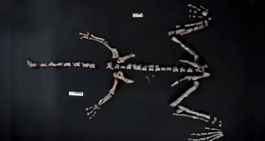 a4h8fc1k_argentina-dinosaur_625x300_16_October_25-e1760628814372