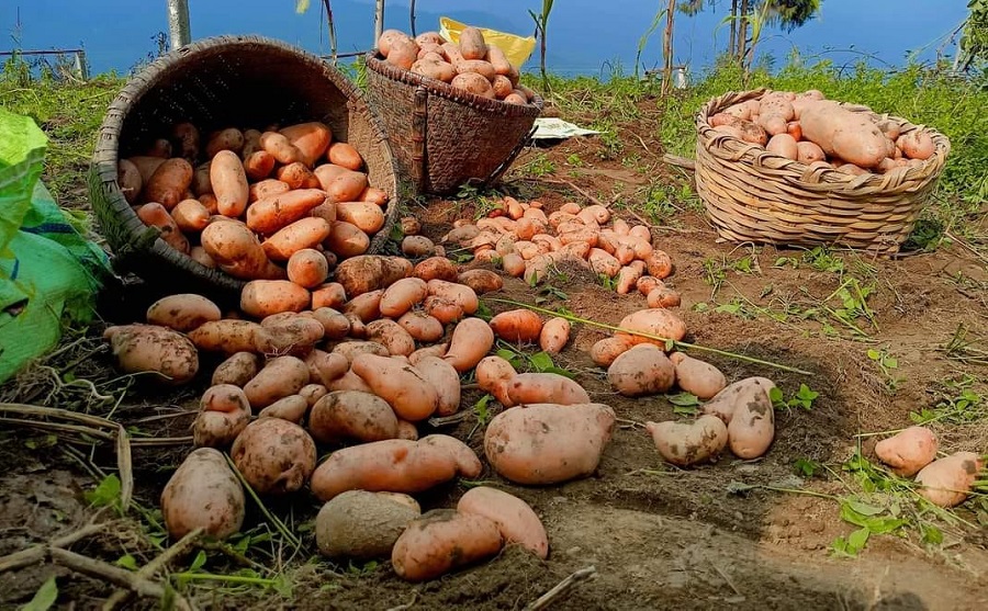 aalu_potato_l8yeyb7MfB