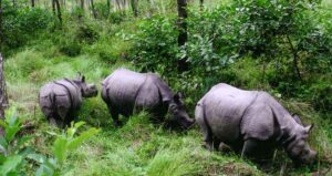 chitwan-national-park-rhino_ALyjx7wKAQ