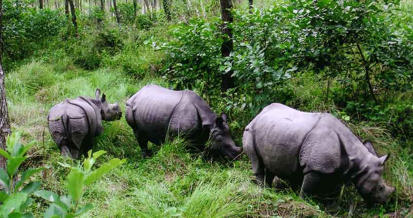 chitwan-national-park-rhino_ALyjx7wKAQ