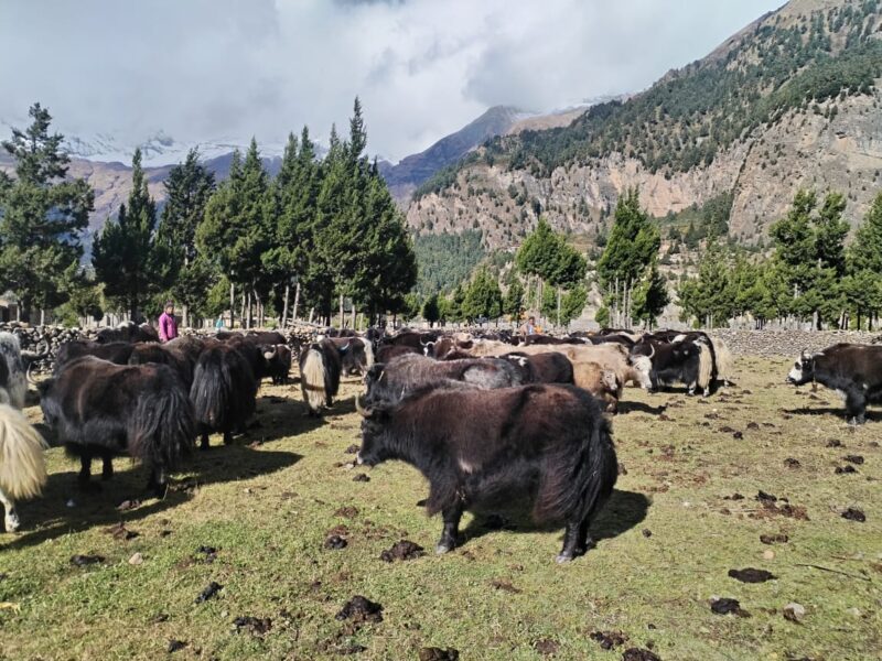 हिमपातपछि मुस्ताङका याकचौरी बेंसीमा स्थान्तरण