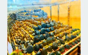 202512030010-f1288d59-473e-4123-9451-0f63d610250f_medium