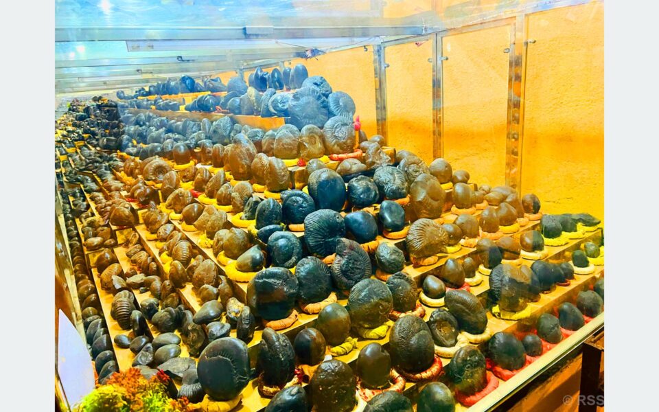 202512030010-f1288d59-473e-4123-9451-0f63d610250f_medium