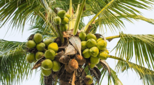 coconut-kheti