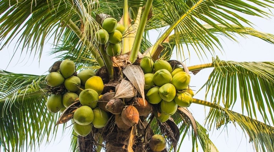 coconut-kheti