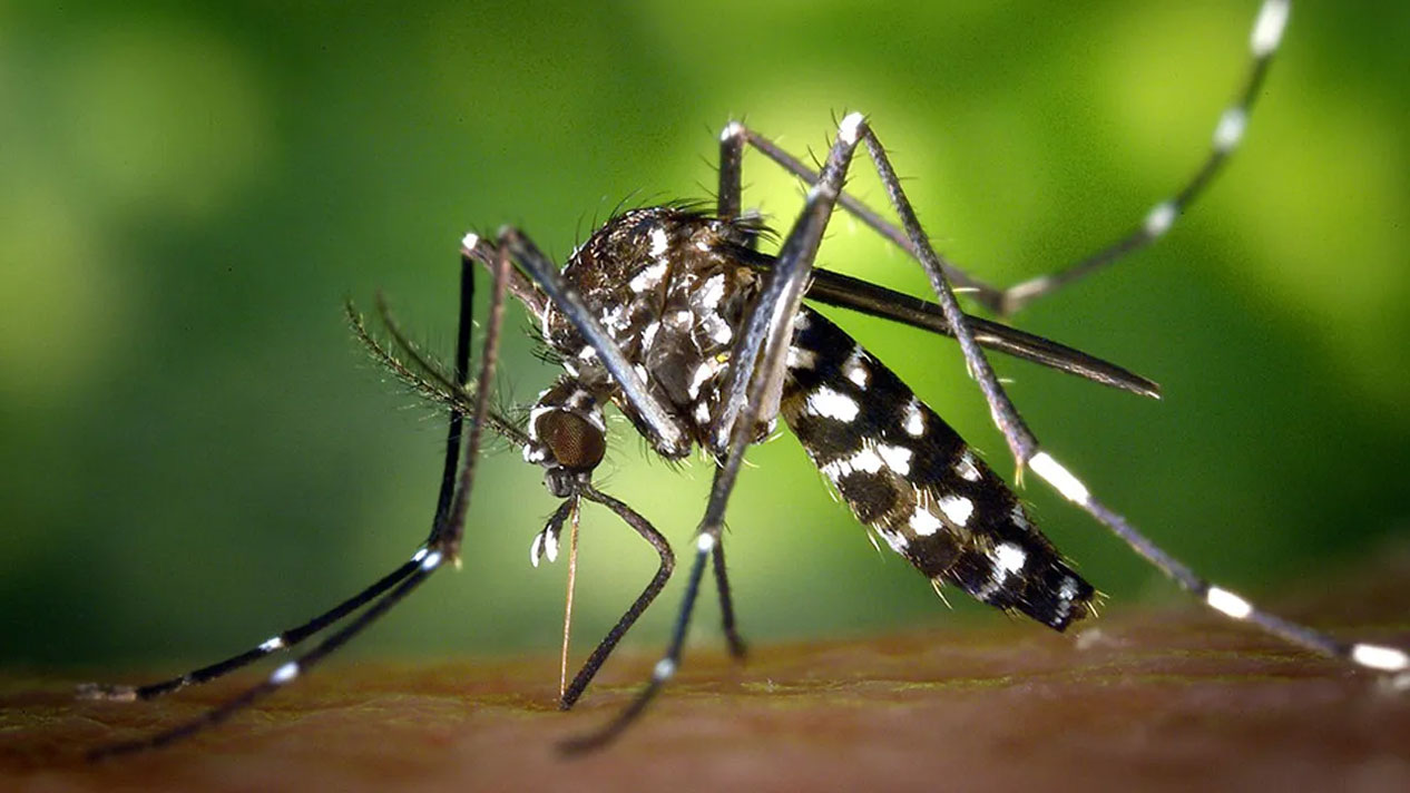 japanese-encephalitis-Mosquito