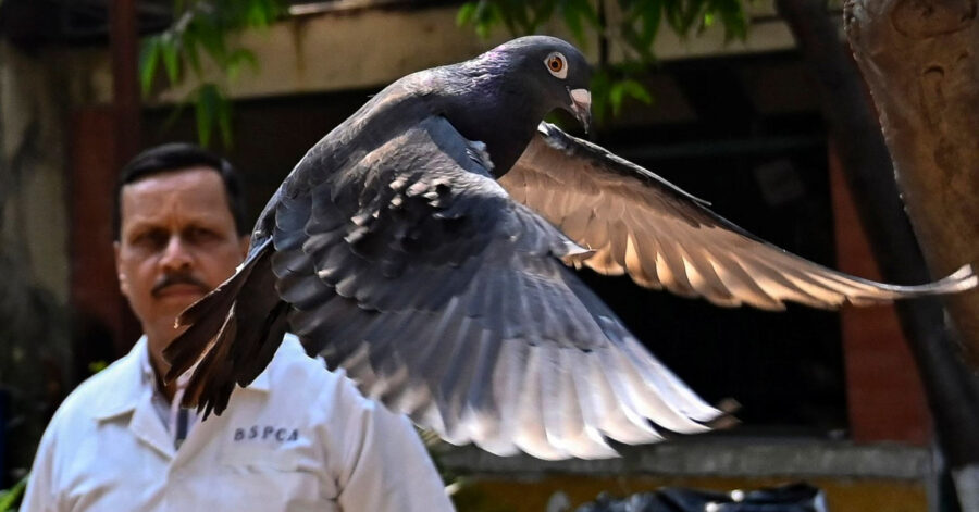 piegon-e1706935687383