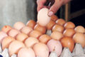 egg
