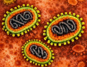 nipha-virus-e1769929429249