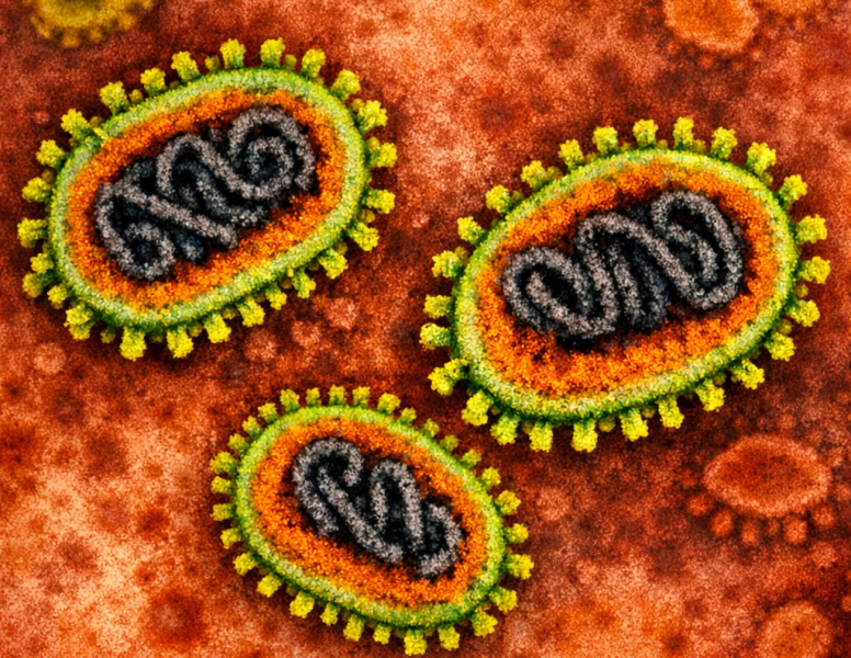 nipha-virus-e1769929429249