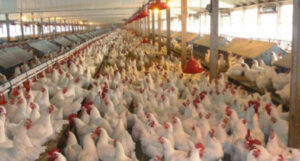 kukhura-amahotsab-768×411