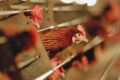 Bird-flue