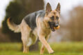 Dog-342343