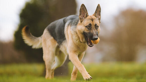 Dog-342343