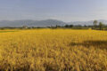 dhan-bali-kailali4-1792215728-750×430