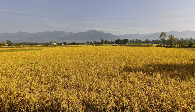 dhan-bali-kailali4-1792215728-750×430